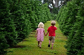 Hawaii Christmas trees