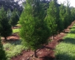 hawaii christmas trees and wreaths from helemano farms in hawaii christmas trees and wreaths from helemano farms in