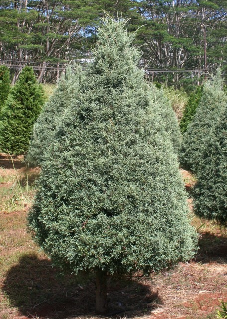 types of xmas trees popular christmas in hawaii tree farm wahiawa types of xmas trees popular christmas in hawaii tree farm wahiawa